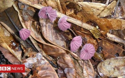 How a person teaspoon of Amazon soil teems with fungal everyday living