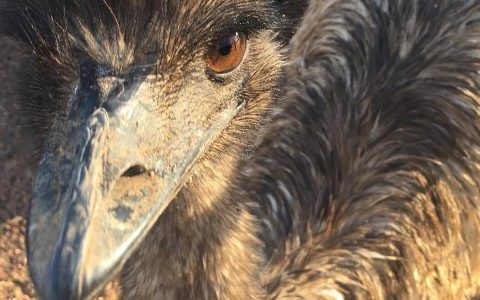 ‘Emus Have Been Banned’ For Undesirable Behavior, A Hotel In Australia’s Outback Claims : NPR