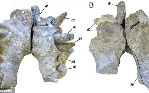 ‘Terror crocodiles’ from 82m a long time in the past experienced banana-sized tooth