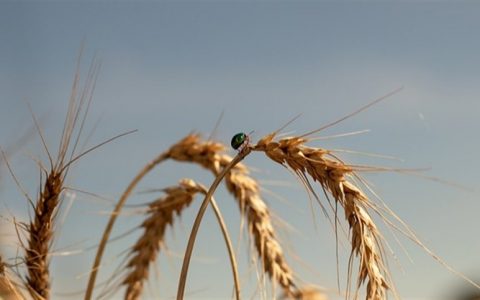 Australia to harvest abundant wheat