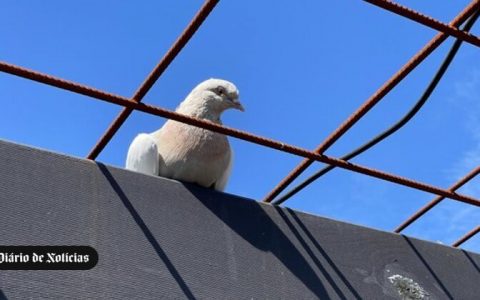 Homing Pigeon moved to Australia from USA, but will be killed for violating quarantine