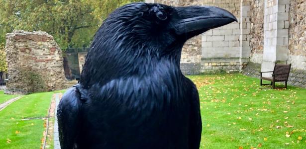 Tower of London announces the disappearance of the famous crow