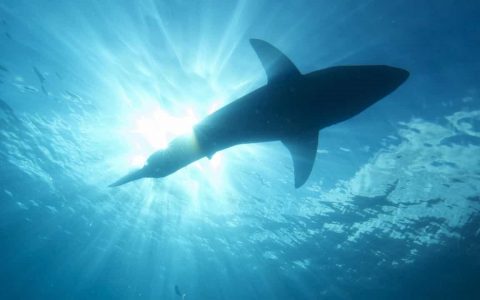 Unusual shark attack in Australia leaves man in critical condition