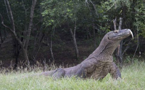 Scientific Wonder: Komodo Dragon Originated in Australia