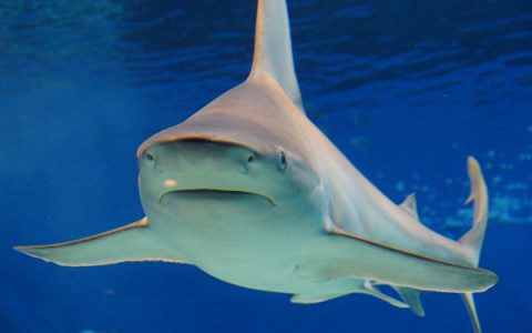 VIDEO shows rescue of flat-headed shark caught in series in Australia