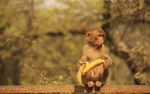 The gang which trained the monkeys to steal, was arrested in India – Marie Claire Magazine