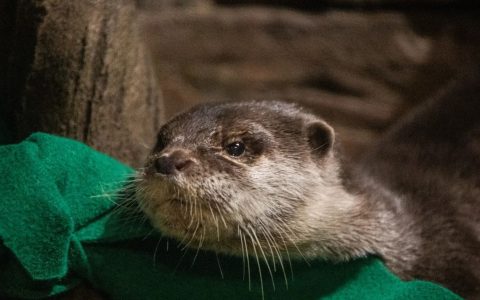 Coronovirus is detected at the Aquarium of the United States