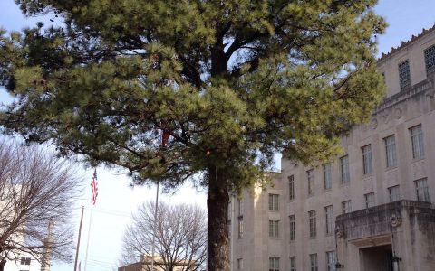 There are 15 moon trees in the United Kingdom (but it is not known where)