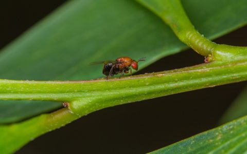 Studies show that Australian insect reduces potential invasion of earworm