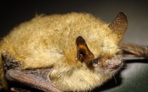 The disease found in Australian bats may kill humans, experts warn