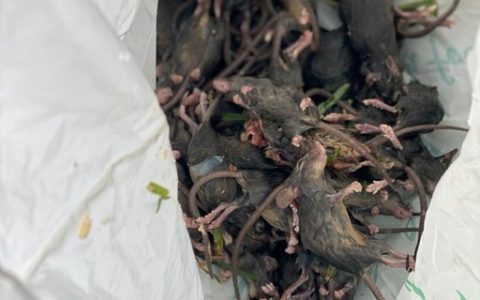 After the loss of billionaires in Australia, what are the risks of rat infestation in Brazil?  – Globo Rural Magazine