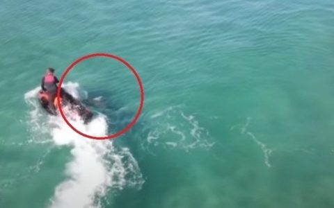 In Australia, a jetski pilot is attacked by a 3m shark – Marie Claire Magazine