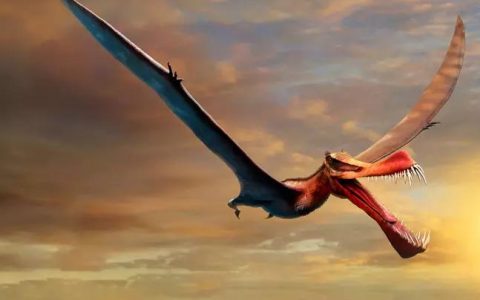 Science Discovers Dragon Fossil, Australia’s Largest Flying Reptile