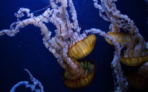 Intact fish found inside dead jellyfish in UK (photo)