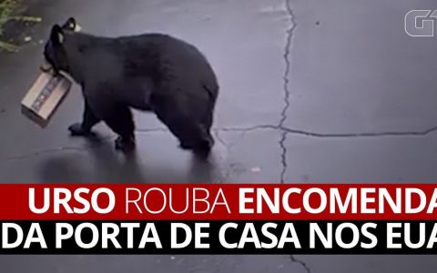 Urso stole a parcel from his home in the United States;  watch |  World