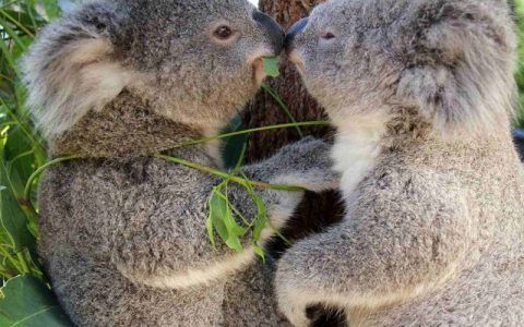 Koala is a symbol of Australia