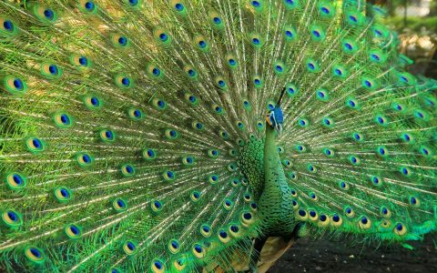 Do you know wild peacock?  |  people’s land