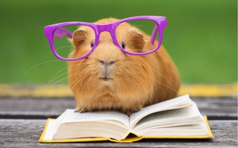 Does Guinea Pig Hibernate?  See 5 Extraordinary Tips and Care