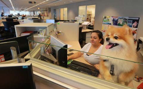 Pet boom returns to office in pandemic challenges – 10/29/2021 – Markets