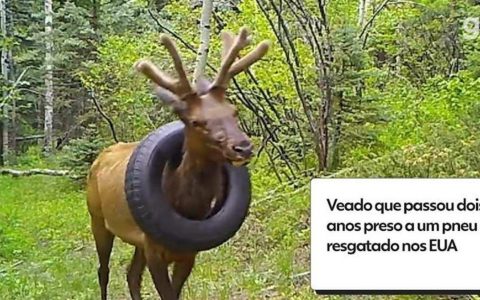 VIDEO: Deer tied in tires for two years saved in America  World