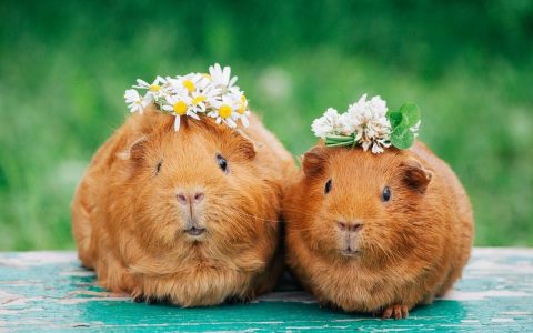 The guinea pig pet note is one thousand;  Know the types and learn how to care at home