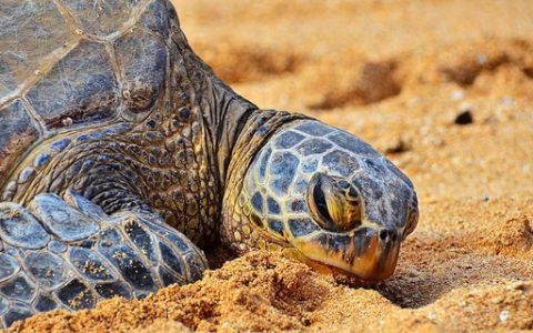 Atlas says about 50% of the world’s turtle species are threatened – Revista Galileu