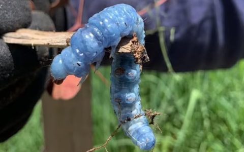 Adventures in History Rare blue caterpillar found in Australian backyard