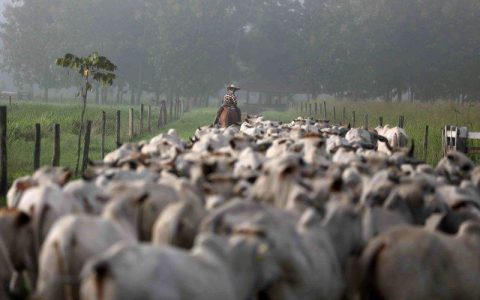 Despite pressure, Brazil does not agree to ban on American beef