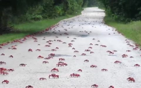 Millions of crabs cross the road during their migration to Australia;  watch |  World