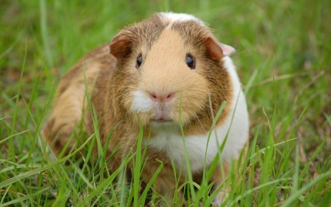 How to Interpret a Guinea Pig’s Behavior in 5 Steps