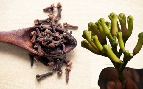 How to Grow Cloves: See how easy it is to follow these steps