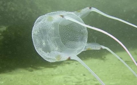 14-year-old boy dies after being hit by jellyfish in Australia