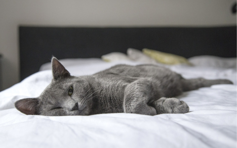 Can my cat sleep with me?  understand the pros and cons