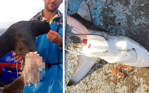 Fisherman reveals: cannibalism among sharks is a trend in Australia – PHOTOS