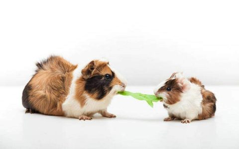 What can kill a guinea pig?  see if you can give bread