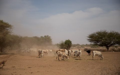 The UN says that 2 million children in the Horn of Africa are at risk of starvation.  World