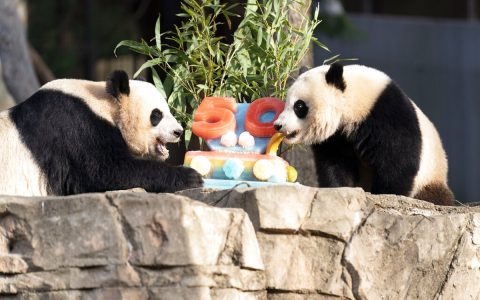 Giant pandas are eating ‘cake’ to celebrate the 50th anniversary of the species’ arrival in the United States.  World