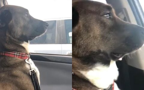 The dog is ‘injured’ and avoids making eye contact with the owner after being taken to the dentist;  Video