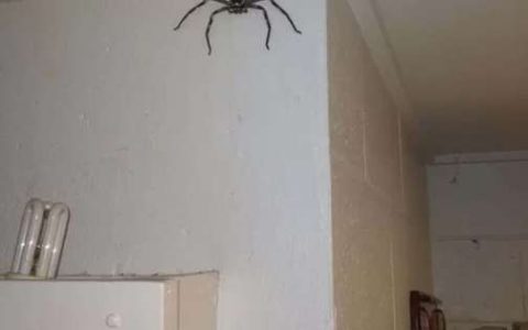 Charlotte: Man creates “giant spider” against cockroaches – International