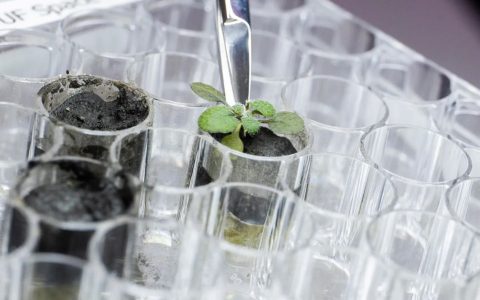 Researchers manage to grow plants on lunar soil