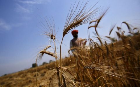 India cuts wheat production estimate by 4.4% amid heat waves