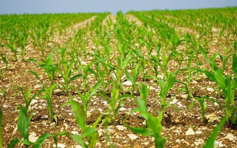 Corn Planting Advances in the United States;  Improvement in the valuation of wheat