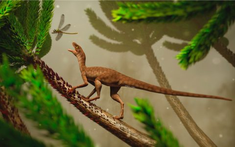 Brazilian researchers have identified a small 225-million-year-old reptile found in RS.  Rio Grande do Sule