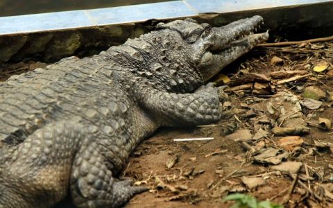 Man freed after crocodile attack in Australia