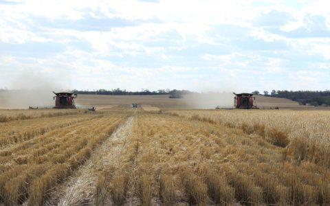 Australia braces for bountiful wheat harvest, allays fears over world supplies