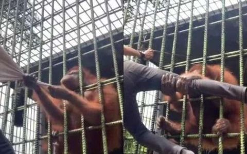 Video: Orangutan grabs zoo visitor and refuses to leave