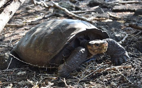 After all, the Galapagos tortoise isn’t extinct