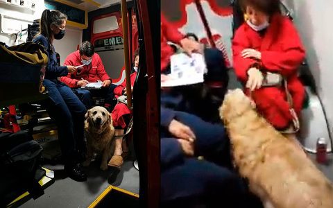 Dog refuses to leave owner alone in ambulance and is taken to paramedics