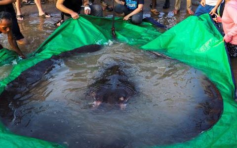 Giant stingray weighing 300 kg becomes largest freshwater fish ever caught