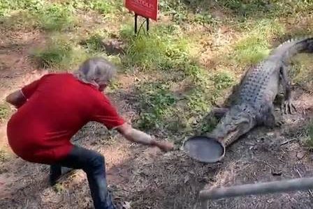 Man uses frying pan to drive crocodile out of restaurant in Australia